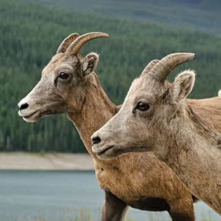 Jasper NP - Bighorn sheeps